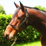 Classic Leather Hybrid Halter
